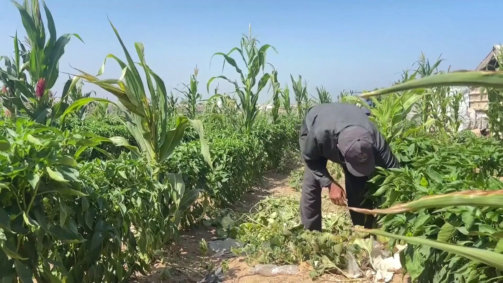 تحدي البقاء في غزة: مزارعون يبعثون الحياة في الارض بعد دمار الحرب