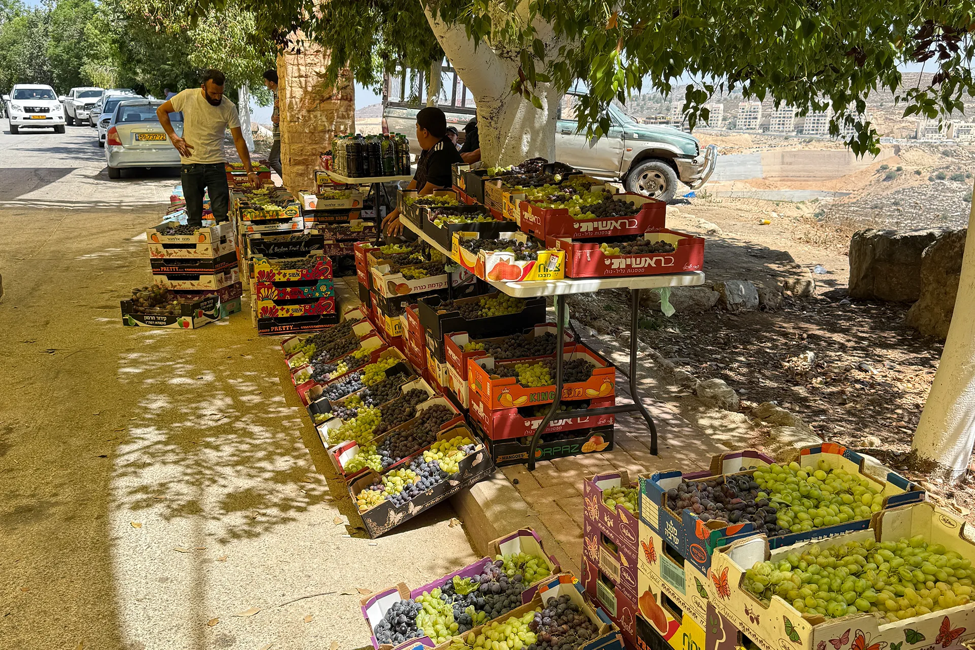 مهرجان العنب في بيت دقو يتحدى الاستيطان برسالة صمود فلسطينية