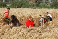 مصر تغلق ملف توريد القمح المحلي وتكشف حصيلة الموسم الجديد