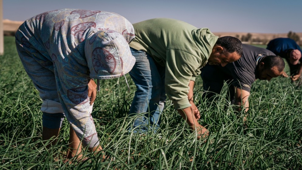 قرارات حكومية جديدة لدعم القطاع الزراعي وتنظيم الاسواق المركزية في الاردن