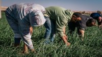قرارات حكومية جديدة لدعم القطاع الزراعي وتنظيم الاسواق المركزية في الاردن