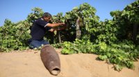خطر يهدد الامن الغذائي في غزة بعد تراجع مساحات الاراضي الزراعية