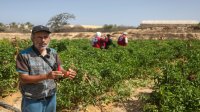 بنك بذور القرارة في غزة يحيي الامن الغذائي وسط الدمار